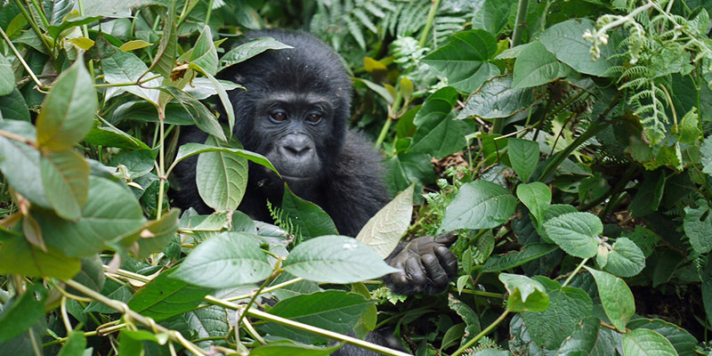 Gorilla Trekking Safaris