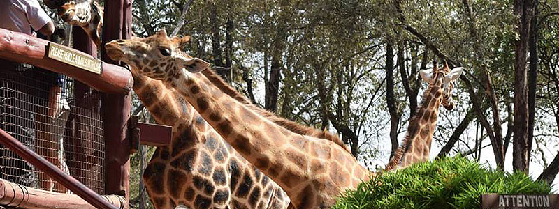 the giraffe centre nairobi