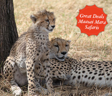 Kenya Safari Packages - Luxury Safaris