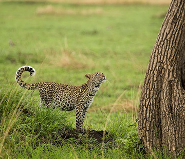 Luxury Kenya Safari - Luxury Safaris