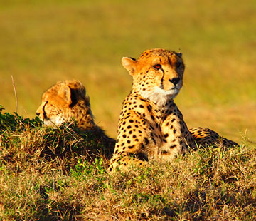 Tanzania and Kenya Classic Safari