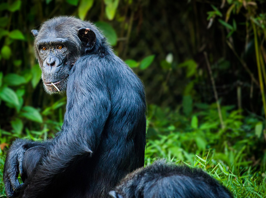 Uganda Gorilla Trekking Safaris - Kibale/Bwindi Impenetrable Forest