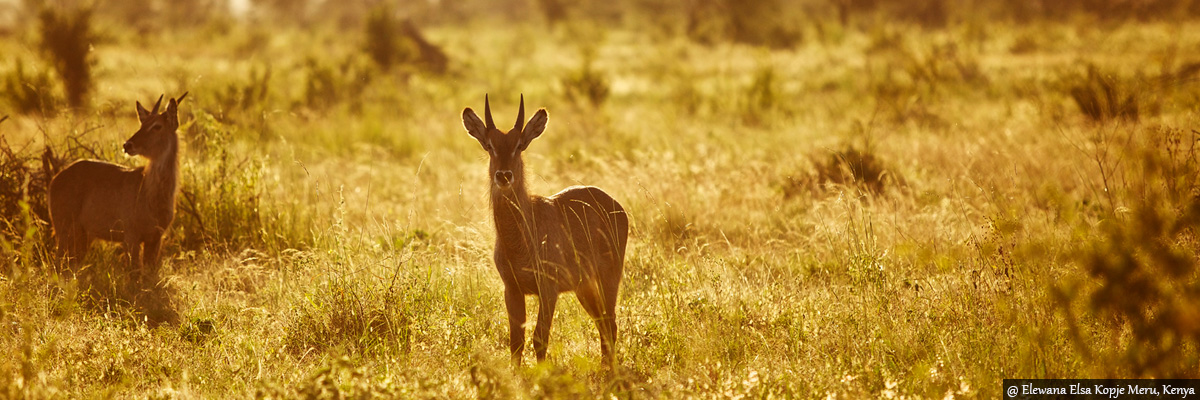 Meru National Park - Luxury Safaris in Kenya and Tanzania