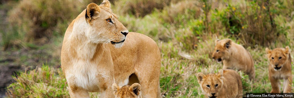 Meru National Park - Luxury Safaris in Kenya and Tanzania