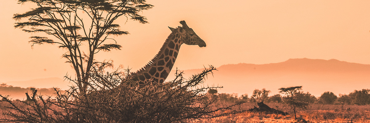 Samburu National Park - Luxury Kenya and Tanzania Safaris