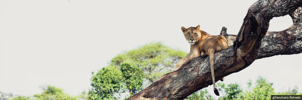 sanctuary-swala - luxury safaris in kenya and tanzania