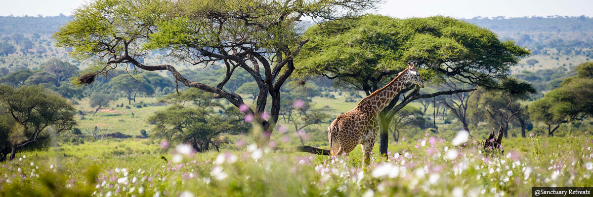 sanctuary-swala - luxury safaris in kenya and tanzania