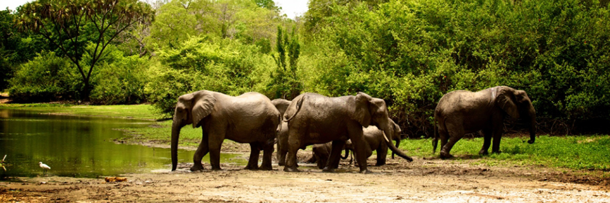 Selous Game Reserve - Luxury Safaris in Kenya and Tanzania