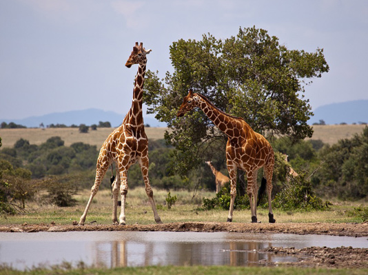Samburu - Luxury Kenya and Tanzania Safaris