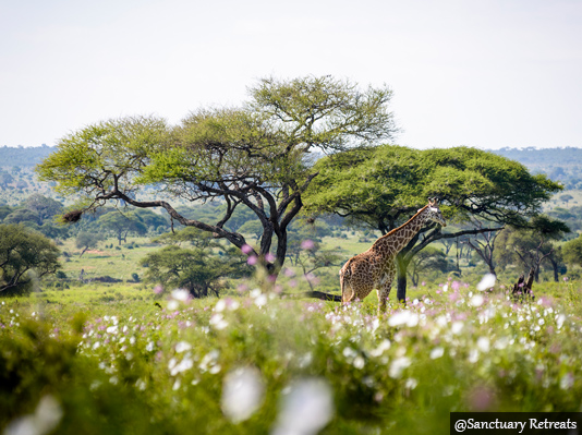 sanctuary swala - luxury safaris in kenya and tanzania